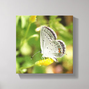 Petite Butterfly Canvas Print