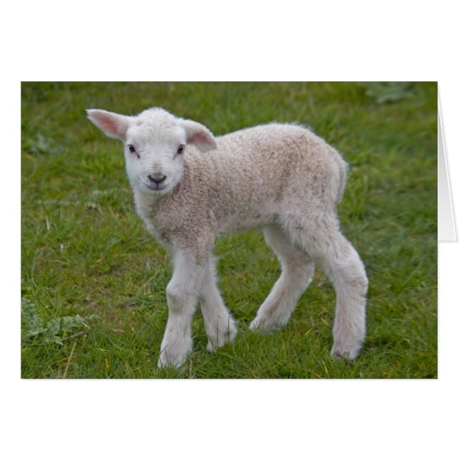 Petite carte d'agneau (Devant horizontal)