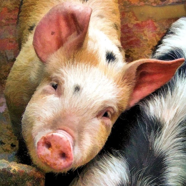 PETITE carte de voeux PIG (Créateur téléchargé)