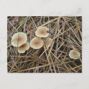 Petite carte postale OBX pour champignons de 2 cou