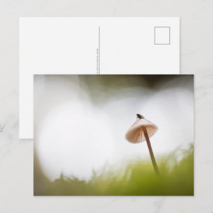 Petite carte postale photo de champignon de la nat