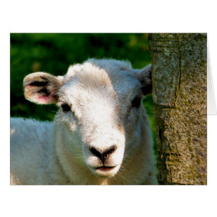 PETITE carte SHEEP