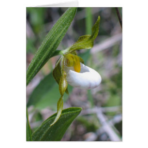 Petite chausse-pied de dame blanche