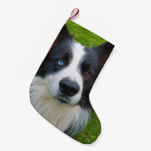 Petite Chaussette De Noël Bordure Collie Petite réserve de Noël