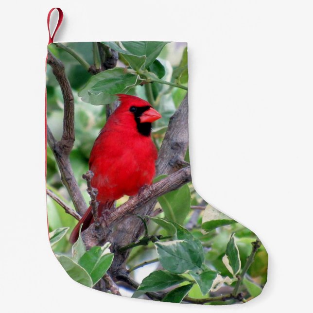 Petite Chaussette De Noël Cardinal dans un citronnier - Noël Stocker (Devant)
