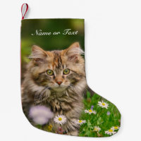 Chat mignon de chaton de ragondin du Maine -