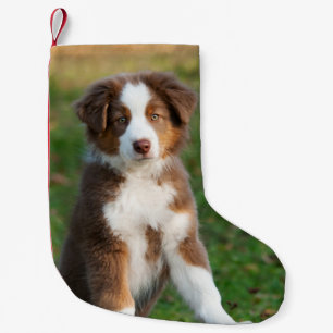 Petite Chaussette De Noël Chiot australien mignon de chien de berger -