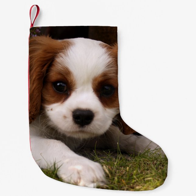 Petite Chaussette De Noël Chiot cavalier d'épagneul du Roi Charles derrière (Devant)
