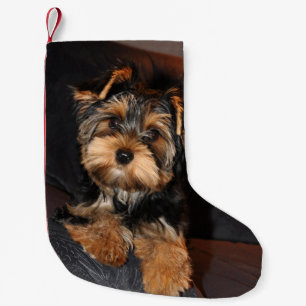 Petite Chaussette De Noël Chiot mignon de Yorkshire Terrier Yorkie