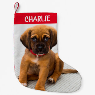 Petite Chaussette De Noël Créer un chien animal de compagnie photo petit mag