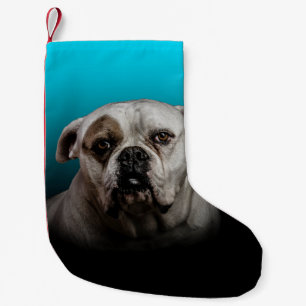 Petite Chaussette De Noël Cute Boxer Dog w Blue Black Gradient arrière - pla