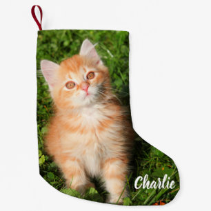 Petite Chaussette De Noël Cute Fluffé Orange Tabby Chat Kitten