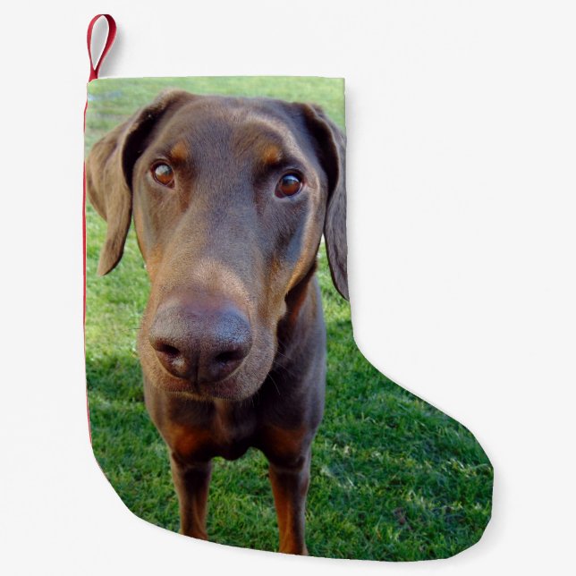 Petite Chaussette De Noël Dobermann rouge (Devant)