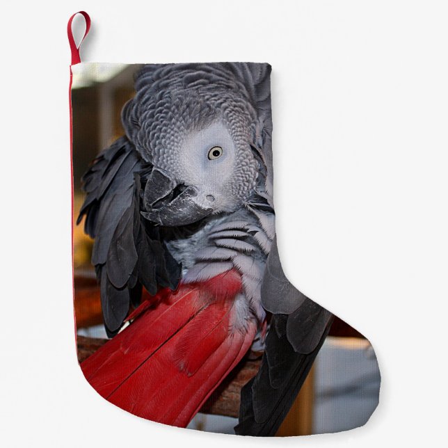 Petite Chaussette De Noël Flexible Congo perroquet gris africain avec queue  (Devant)