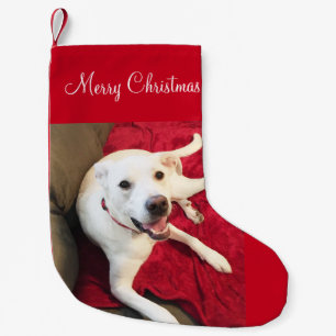 Petite Chaussette De Noël Joli sourire Blanc Lab Mix Chien Noël