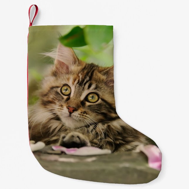 Petite Chaussette De Noël Manteau mignon de Père Noël de chaton de chat de (Devant)