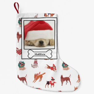 Petite Chaussette De Noël Photo Chien de Noël Animal Pet Photo Chien