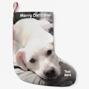 Petite Chaussette De Noël Photo de mignonne Tired Chien chiot avec papa sur 
