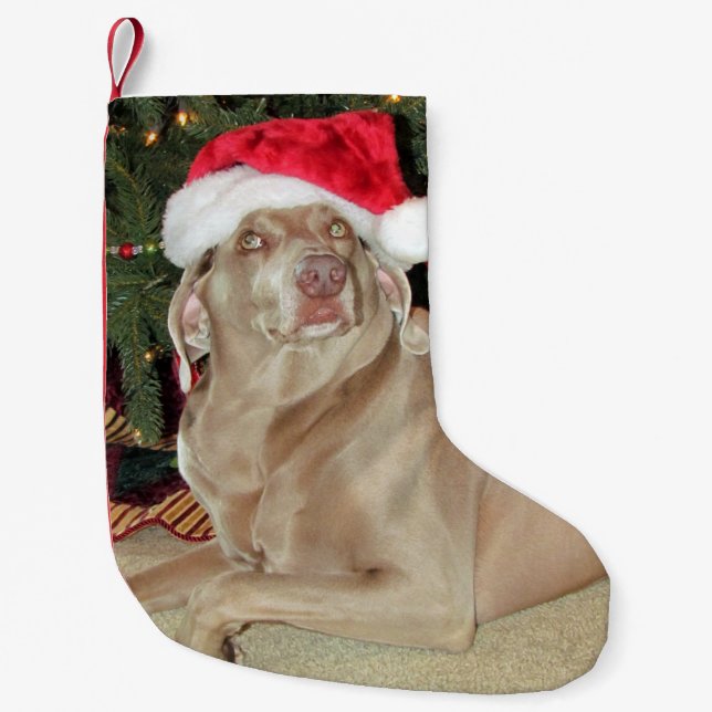 Petite Chaussette De Noël Pluie Le mignon Weimaraner Chien Noël Stocker (Devant)