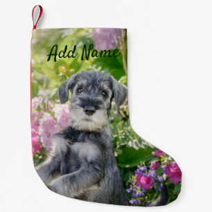 Petite Chaussette De Noël Puppy de Schnauzer dans un Flowering Garden -