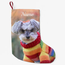 Teacup Schnauzer Chien chiot dans un pull