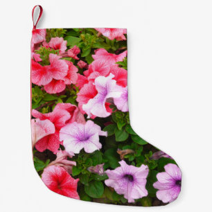 Petite Chaussette De Noël Une photo nature est une belle fleur de pétunia. P