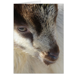 Petite chèvre mignonne