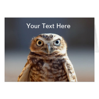 Petite chouette bractée