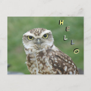 Petite chouette HELLO Carte postale