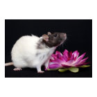 Petite Fleur - Poster de Rat