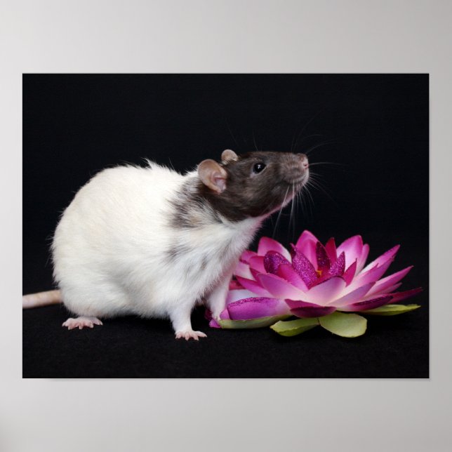 Petite Fleur - Poster de Rat (Devant)