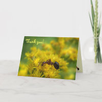 Petite fourmi sur le Merci Goldenrod