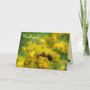 Petite fourmi sur le Merci Goldenrod