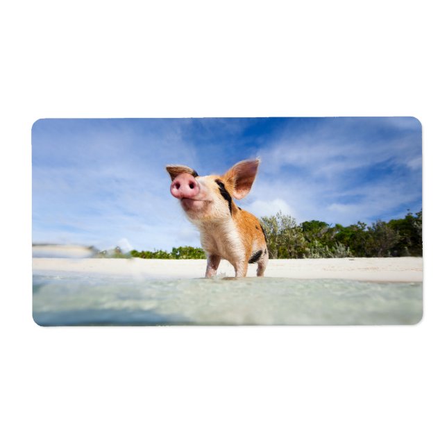 Petite porcelet (Devant)