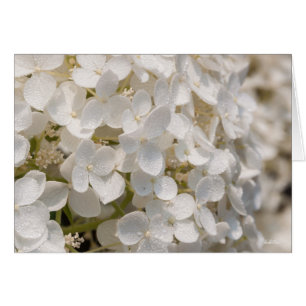 Petites fleurs blanches