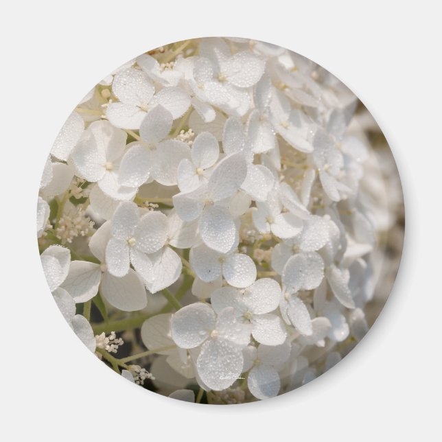 Petites fleurs blanches magnet (Front)