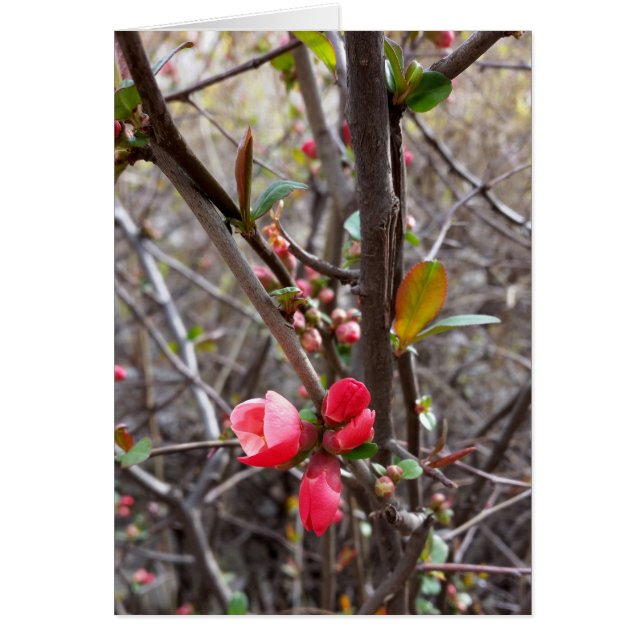 petites fleurs rouges (Devant)