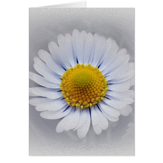Petites marguerites (Devant)