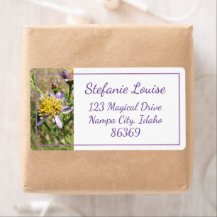 Petites marguerites violettes