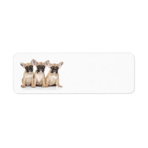 Petits bouledogues français mignons