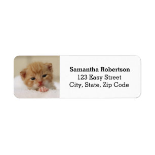 Petits étiquettes de adresse mignons de chaton