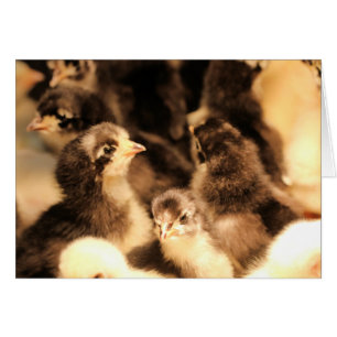 Petits poussins