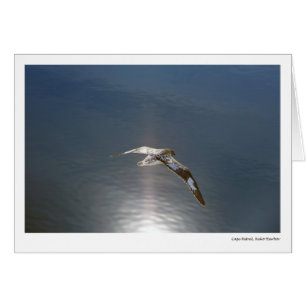 Pétrel de cap, port de Neko