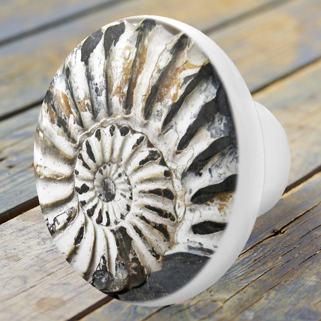 Petrified Nautical Fossil Spiral Ceramic Knob (A beautiful petrified nautilus fossil ceramic door knob in neutral colors - beach house decoration)