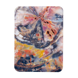 Petrified wood detail, Arizona Magnet