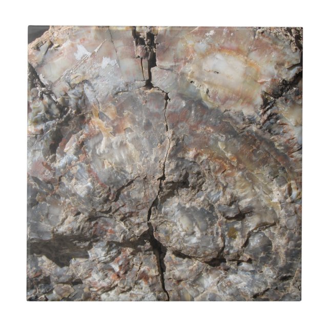 Petrified Wood, Front Tile (Front)