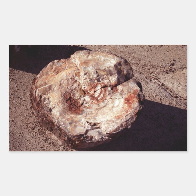 Petrified Wood Log with Shadows Arizona Photo Sticker (Front)