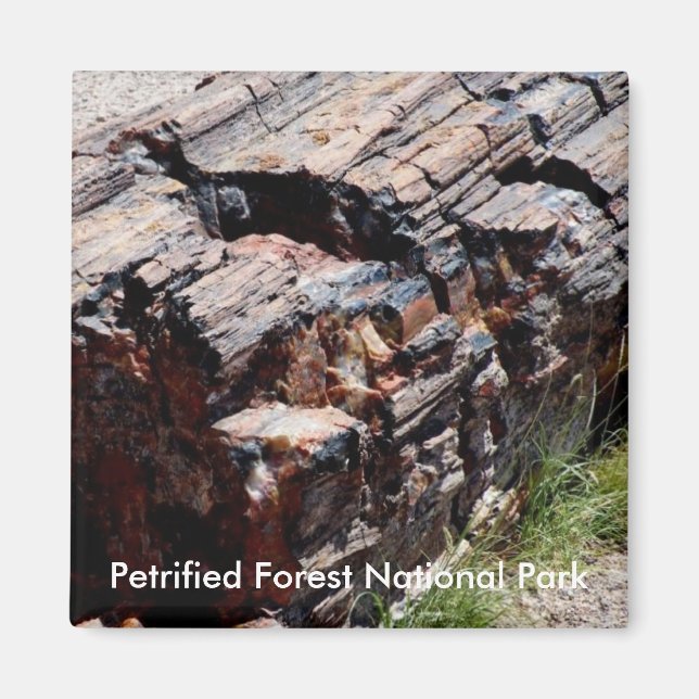 Petrified wood magnet (Front)