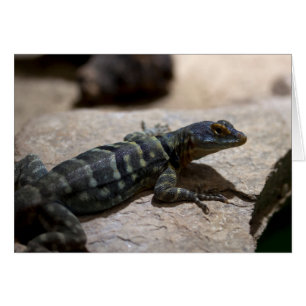 Petrosaurus thalassinus