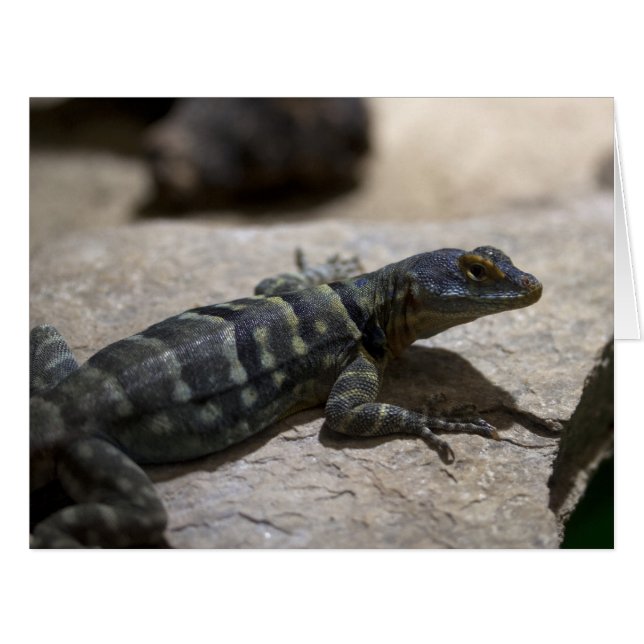 Petrosaurus thalassinus (Devant horizontal)